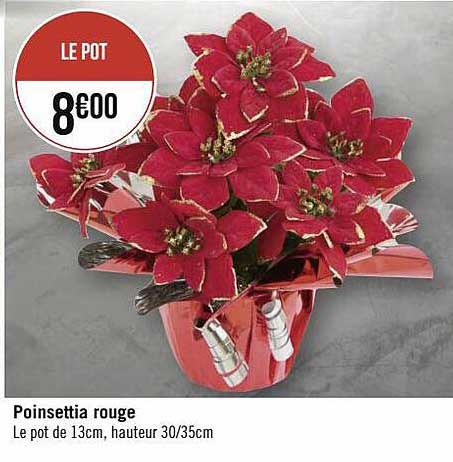poinsettia rouge