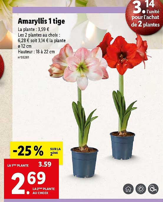 amaryllis 1 tige