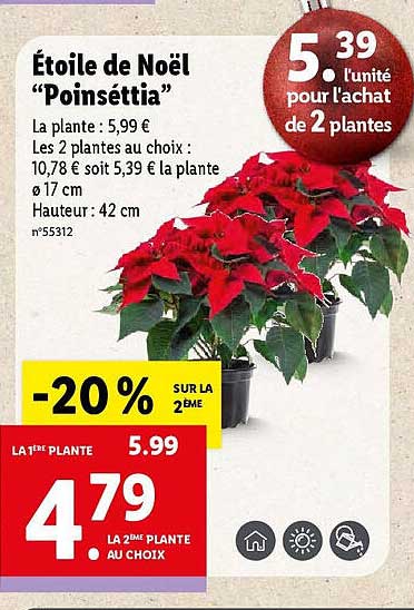 étoile de noël "poinséttia"