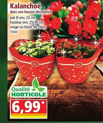 kalanchoé dans une housse décorative