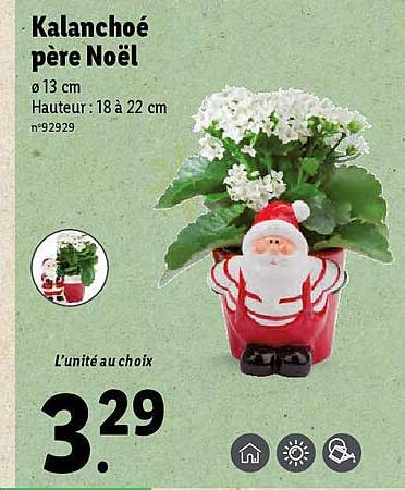 kalanchoé père noël