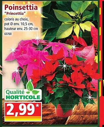 poinsettia "princettia"