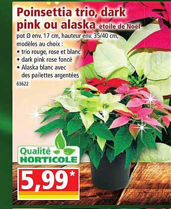 Poinsettia Trio, Dark Pink Ou Alaska étoile De Noël