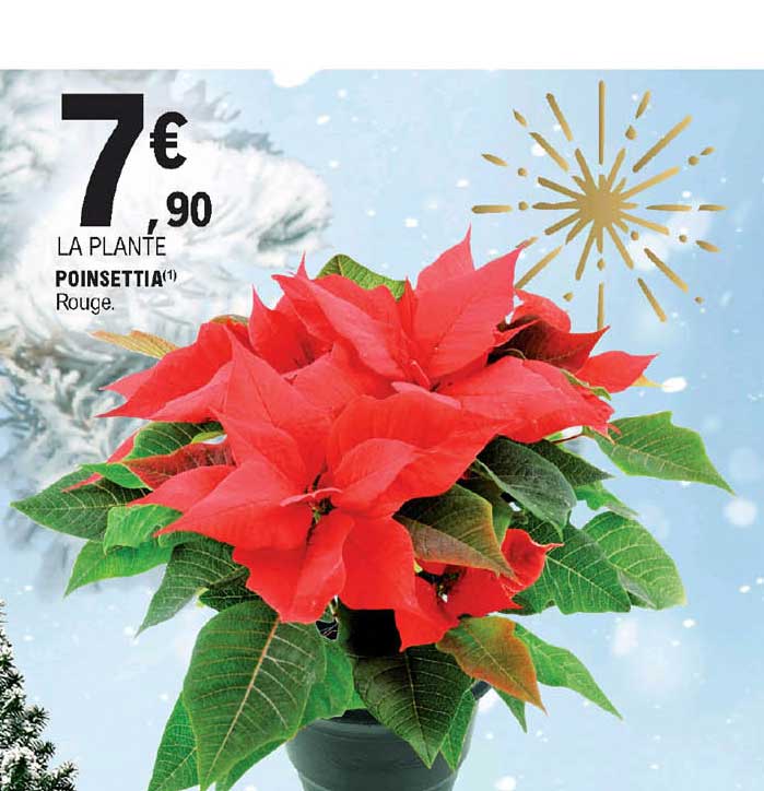 poinsettia