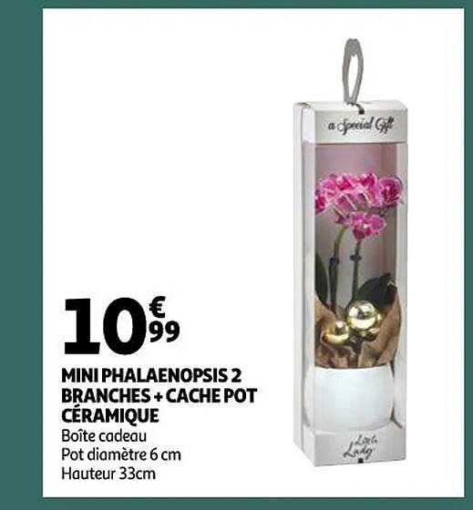 Mini Phalaenopsis 2 Branches + Cache Pot Céramique