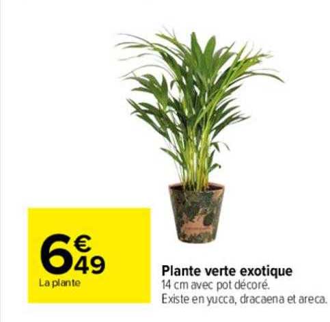 Plante Verte Exotique