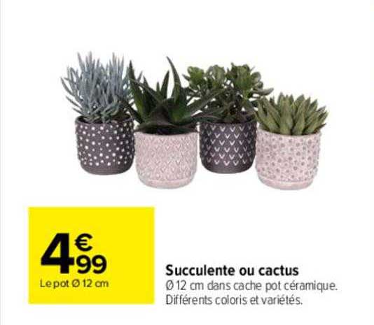 Succulente Ou Cactus
