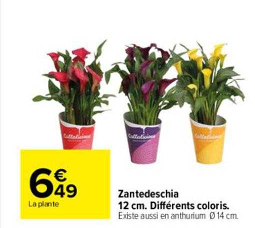 zantedeschia différents coloris