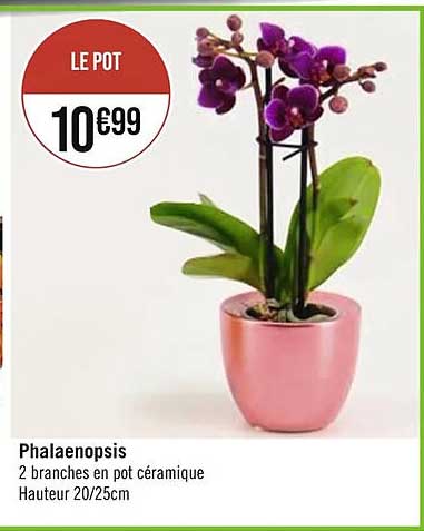 phalaenopsis 2 branches en pot céramique hauteur 20/25 cm