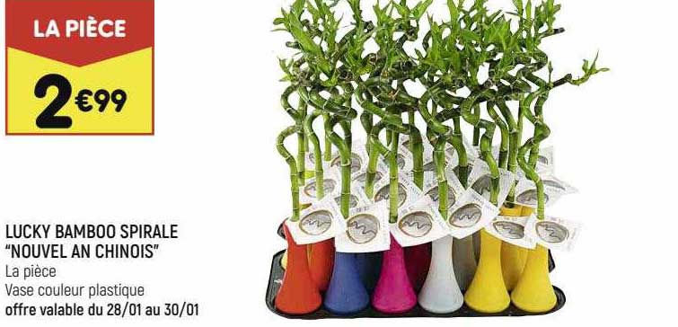 lucky bamboo spirale "nouvel and chinois"