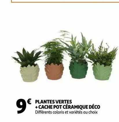 Plantes Vertes + Cache Pot Céramique Déco