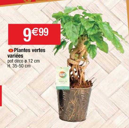 plantes vertes variées