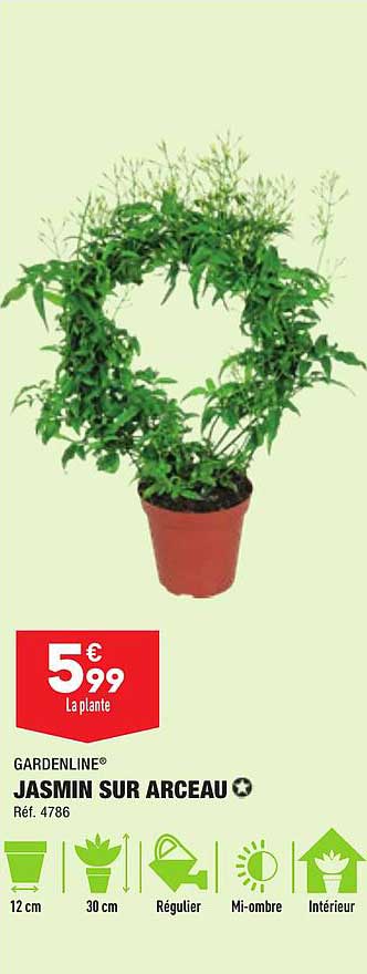 Jasmin Sur Arceau Gardenline