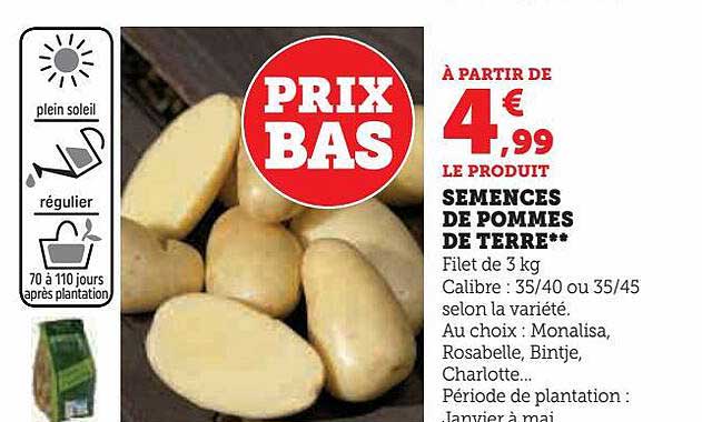 Semences De Pommes De Terre