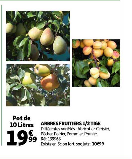 arbres fruitiers 1-2 tige