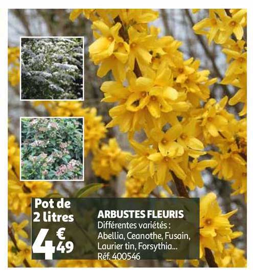 arbustes fleuris