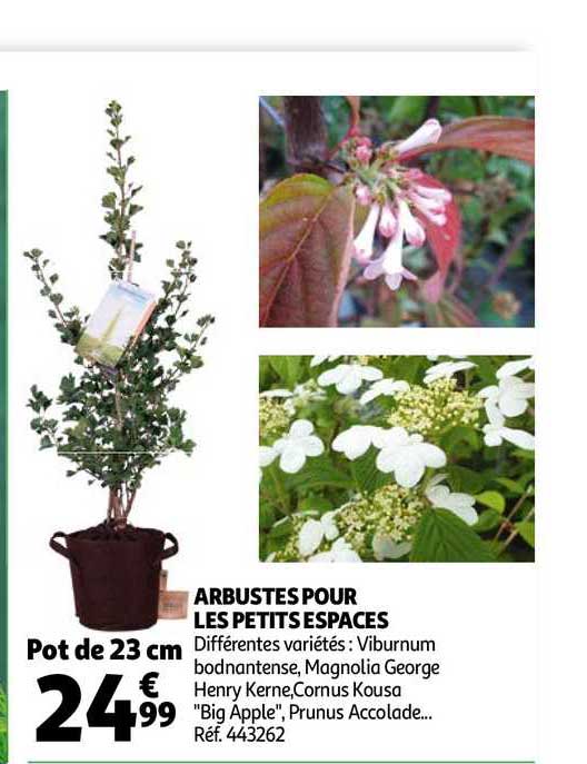 arbustes pour les petits espaces