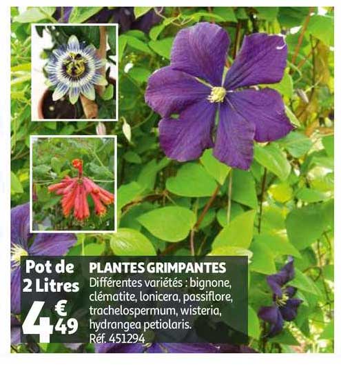 plantes grimpantes