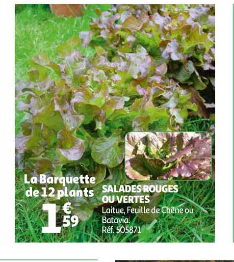 Salade Rouges Ou Vertes