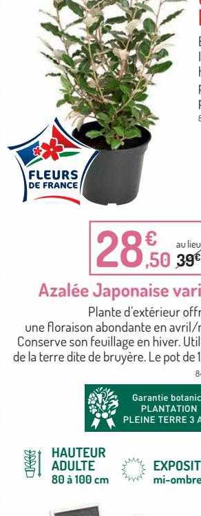 azalée japonaise varié