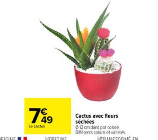 Cactus Avec Fleurs Séchées