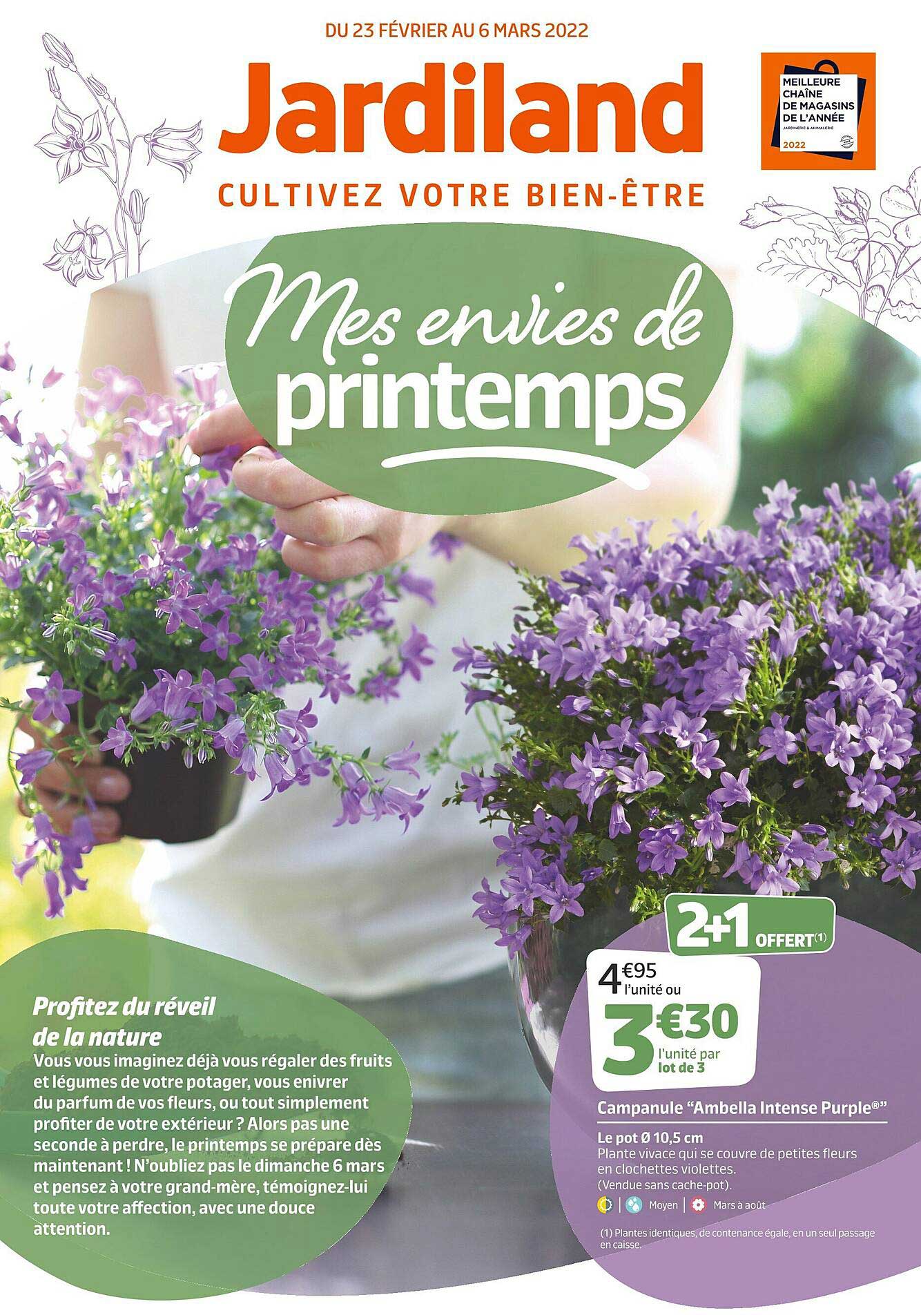 campanule ambella intense purple