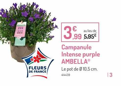 campanule intense purple ambella