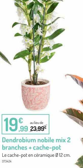 dendrobium nobile mix 2 branches + cache-pot