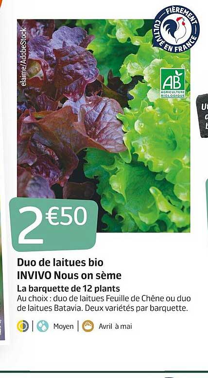 duo de laitues bio invivo nous on sème