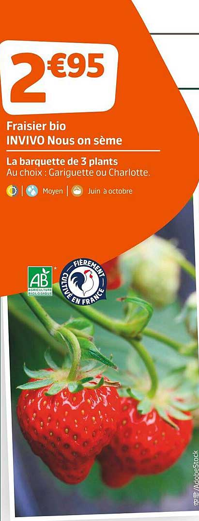 fraisier bio invivo nous on sème
