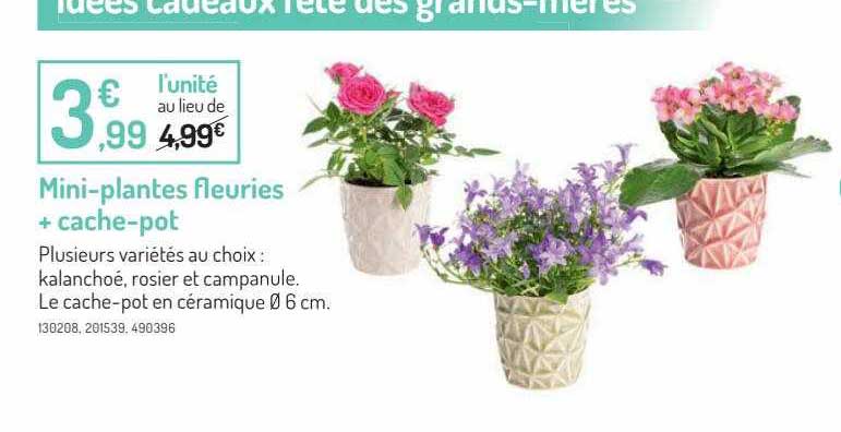 mini-plantes fleuries + cache-pot