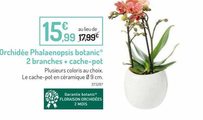 orchidée phalaenopsis botanic 2 branches + cache-pot
