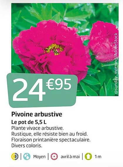 pivoine arbustive
