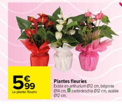 plantes fleuries