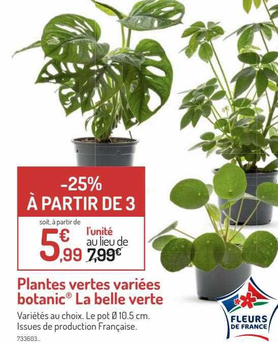 plantes vertes variées botanic la belle verte