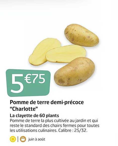 pomme de terre demi-précoce charlotte