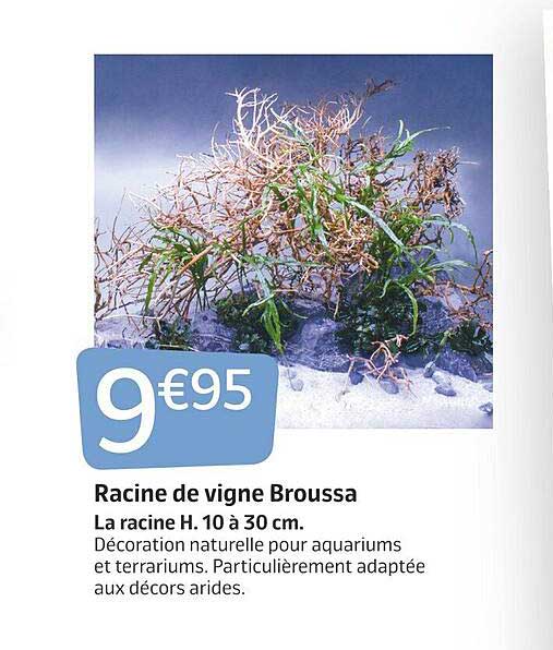 Racine De Vigne Broussa