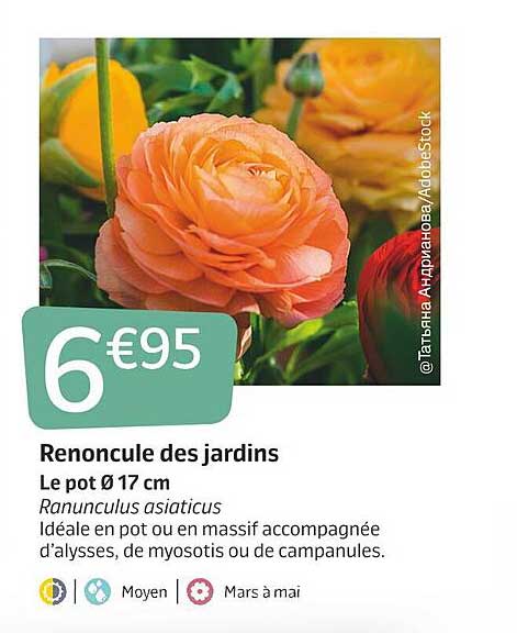 renoncule des jardins