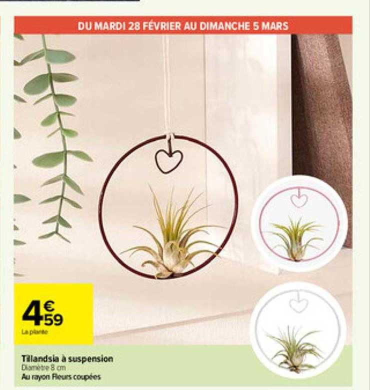 Tillandsia à Suspension