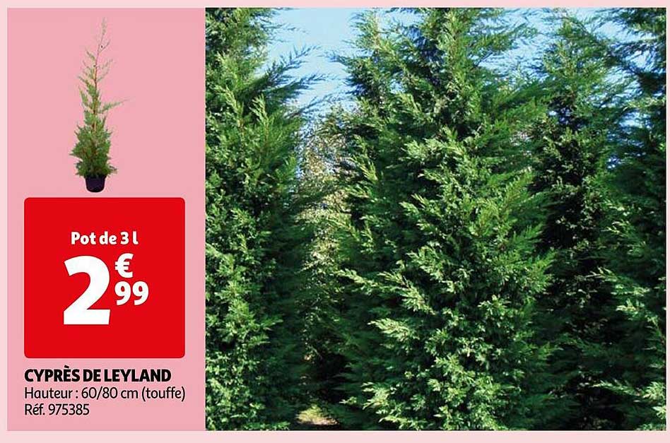 Cyprès De Leyland