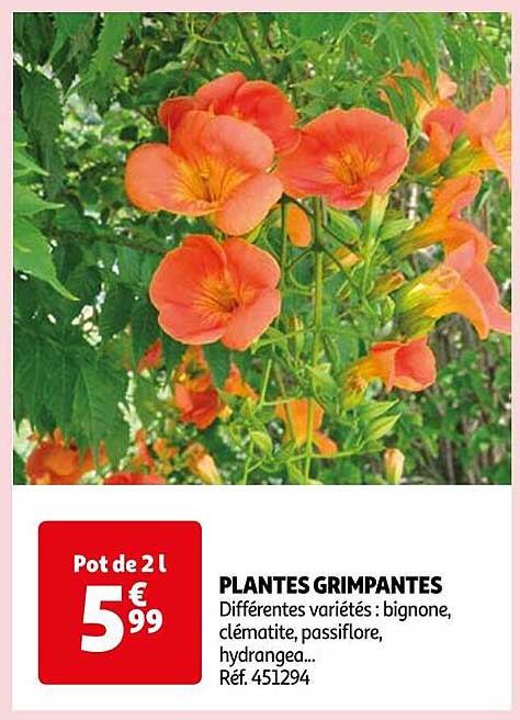 plantes grimpantes