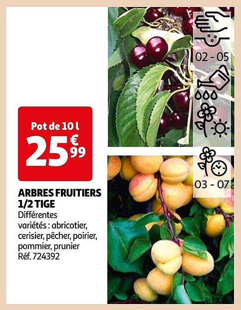 arbres fruitiers 1/2 tige