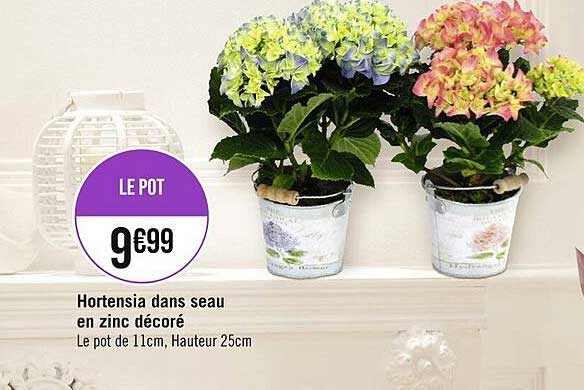 hortensia dans seau en zinc décoré