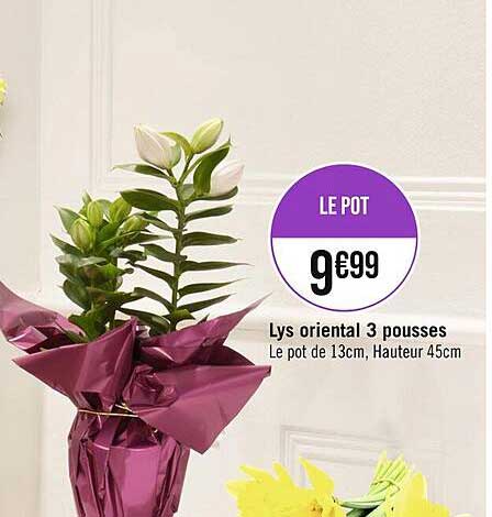 Lys Oriental 3 Pousses