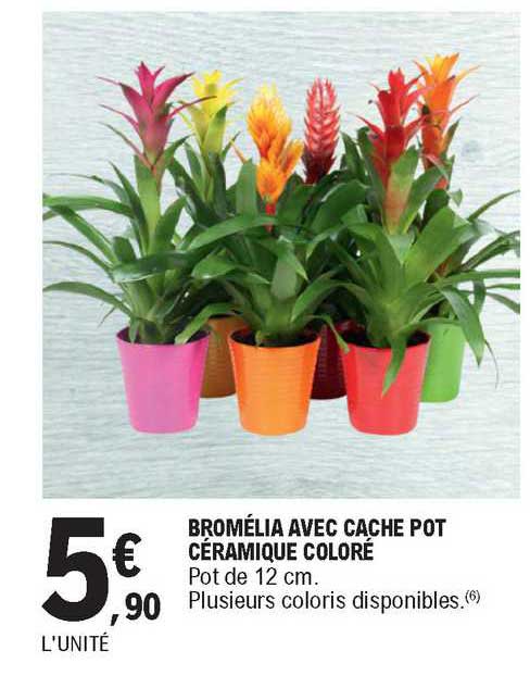 bromélia avec cache pot céramique coloré
