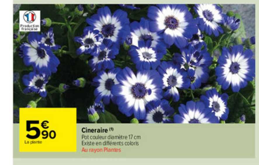 Cineraire