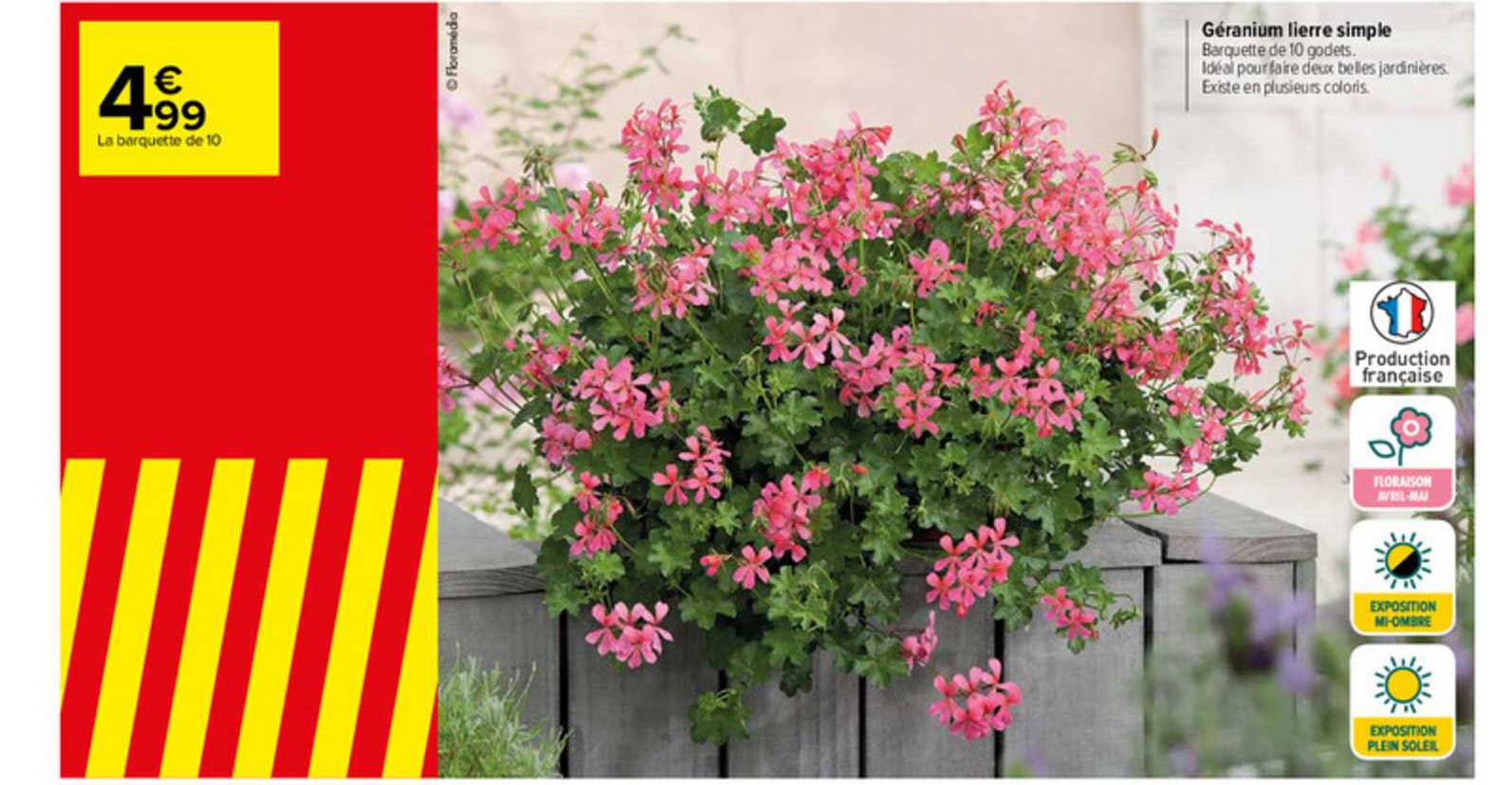 géranium lierre simple