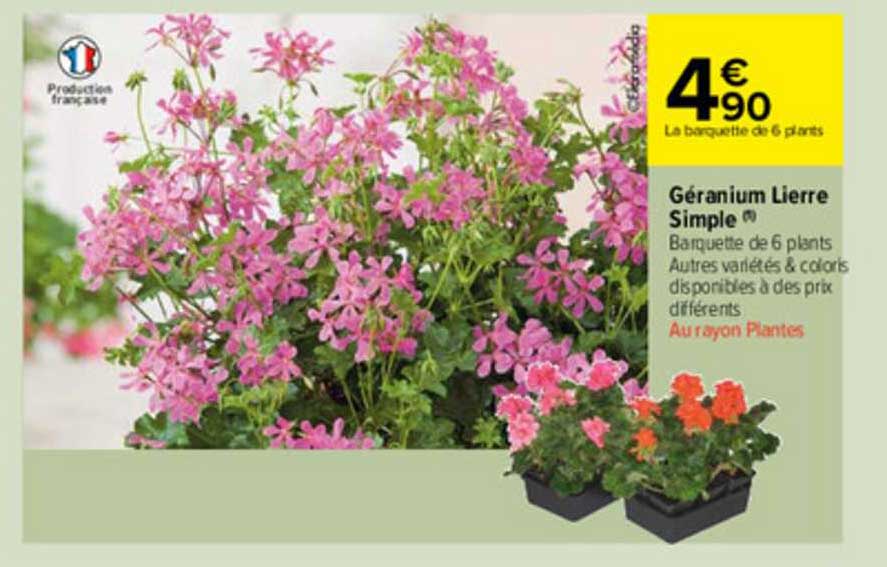 géranium lierre simple