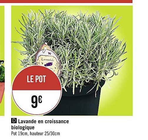 Lavande En Croissance Biologique