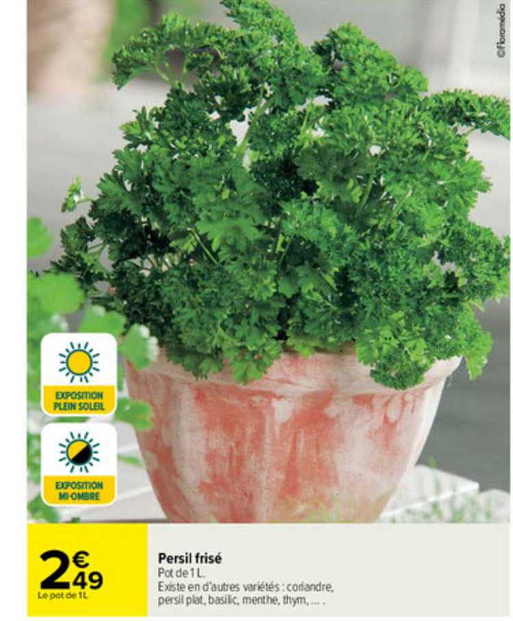 persil frisé